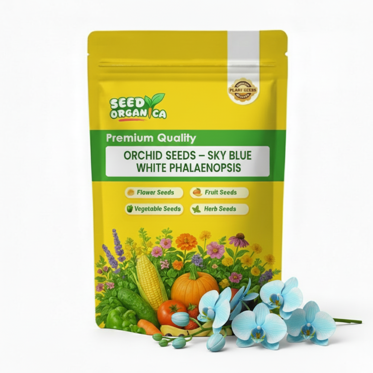 Orchid Seeds – Sky Blue White Phalaenopsis