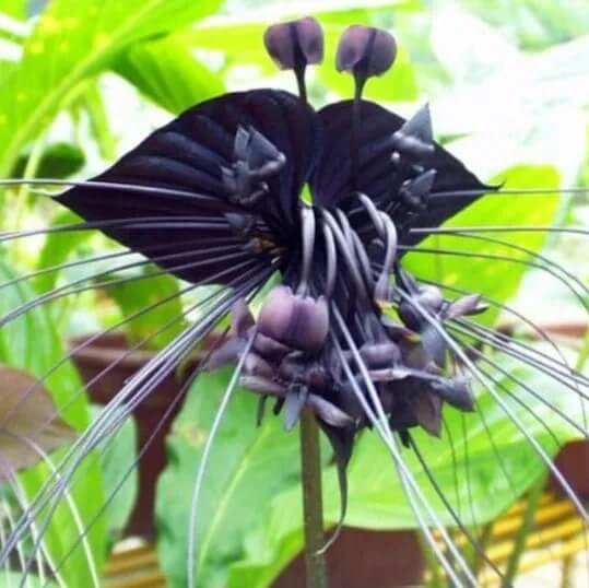 
Orchid Seeds – Tiger

