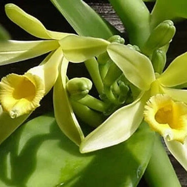 Orchid Seeds – Vanilla