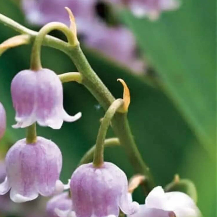 Orchid Seeds – Violet Bell