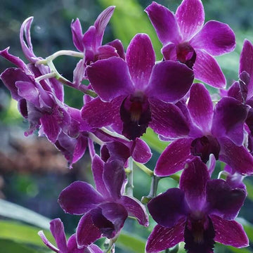 Orchid Seeds – Violet Hydroponic