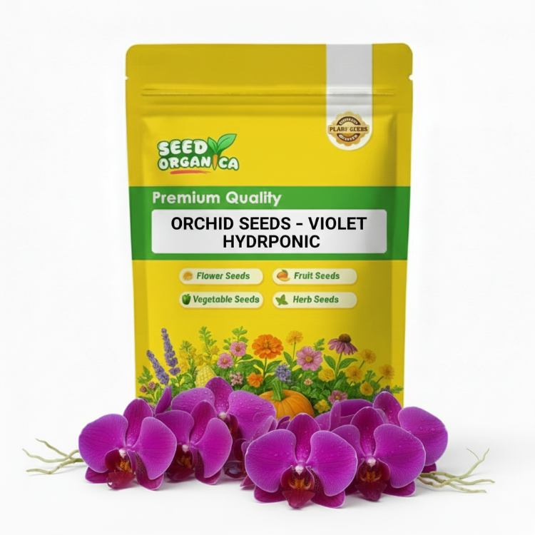 Orchid Seeds – Violet Hydroponic