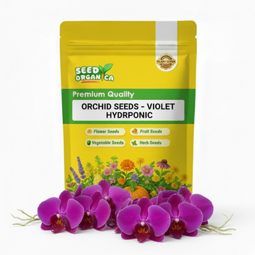 Orchid Seeds – Violet Hydroponic
