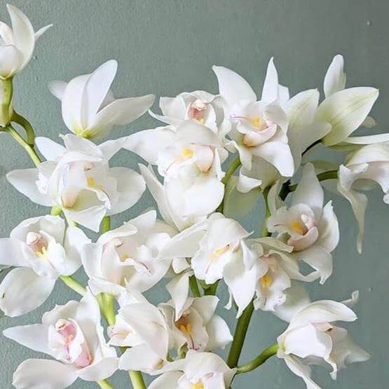 Orchid Seeds – White Cymbidium