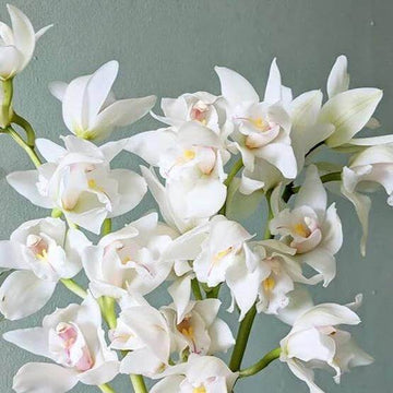 Orchid Seeds – White Cymbidium