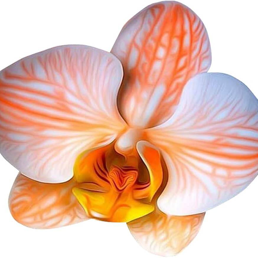 Orchid Seeds – White Orange