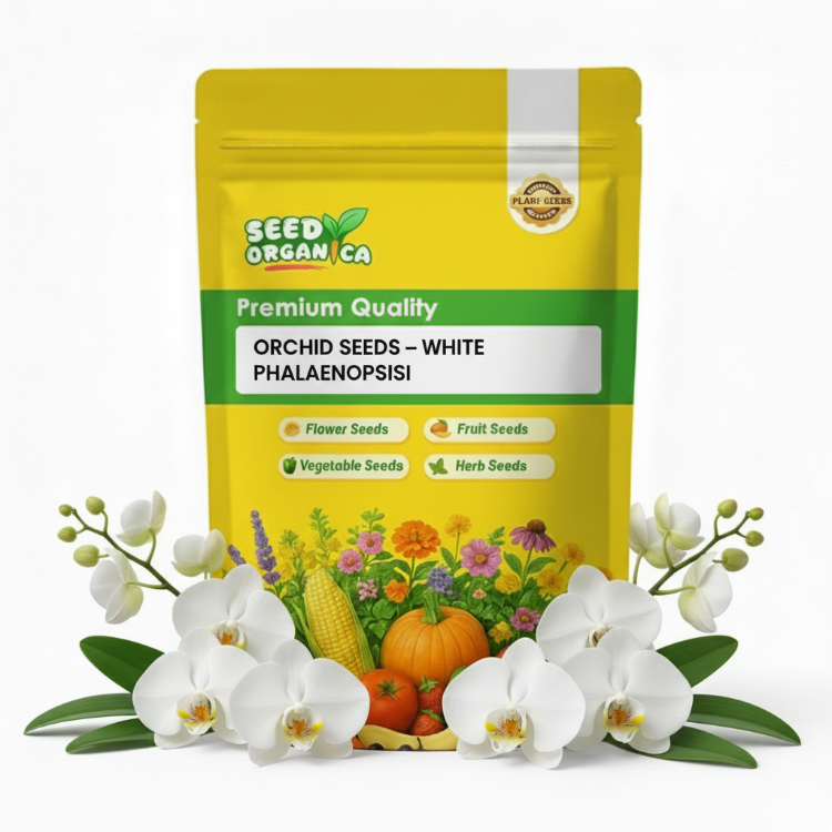 Orchid Seeds – White Phalaenopsis