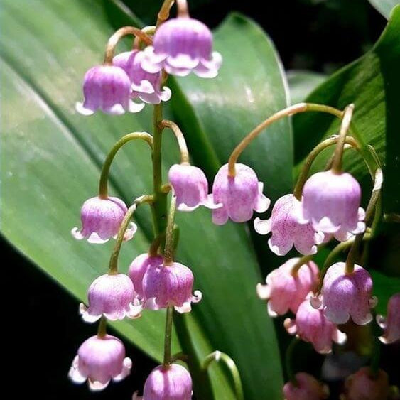 Orchid Seeds – White Purple Bell