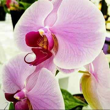 Orchid Seeds – White Violet Phalaenopsis