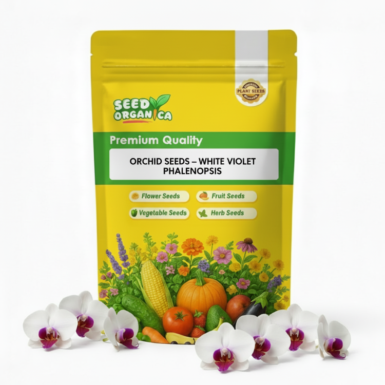 Orchid Seeds – White Violet Phalaenopsis