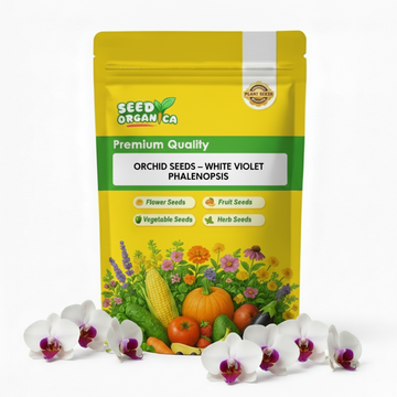 Orchid Seeds – White Violet Phalaenopsis