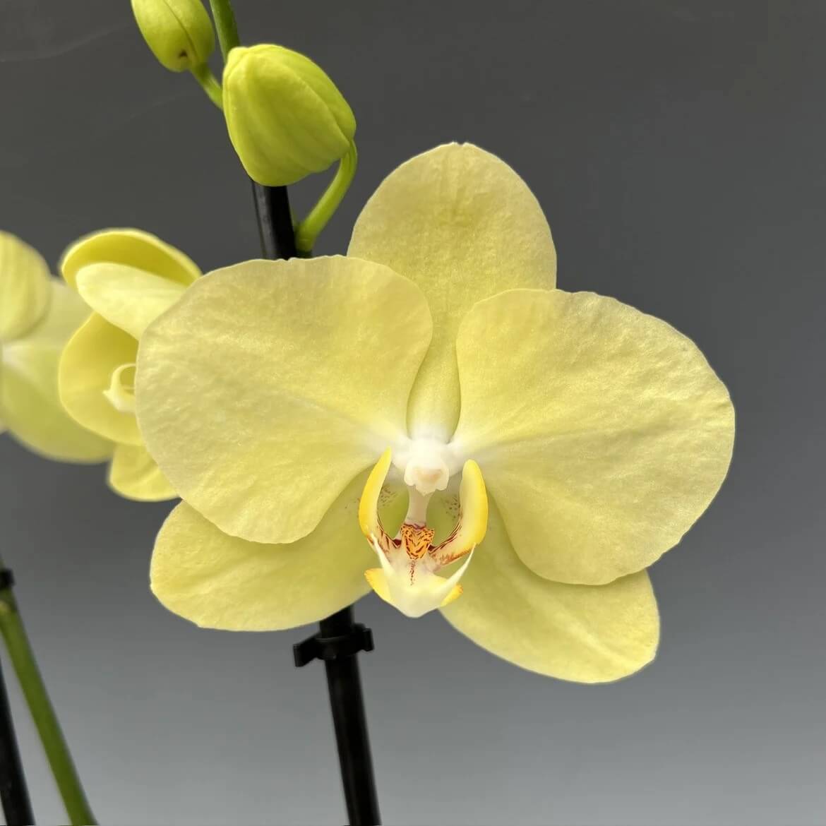 Orchid Seeds – Yellow Phalaenopsis