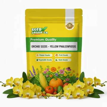 Orchid Seeds – Yellow Phalaenopsis