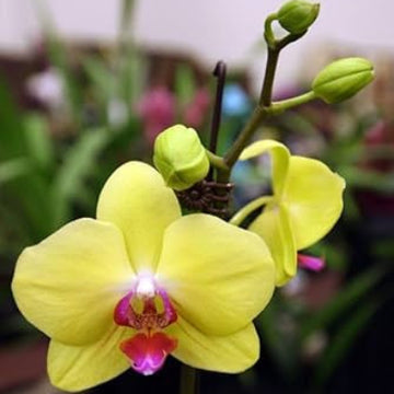 Orchid Seeds – Yellow Pink Phalaenopsis