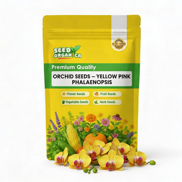 Orchid Seeds – Yellow Pink Phalaenopsis