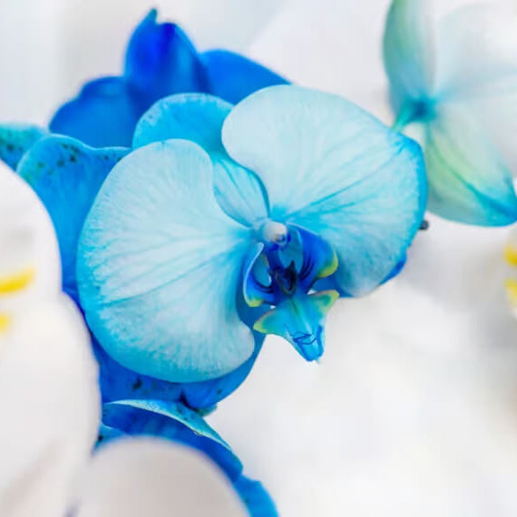 Orchid Seeds – Sky Blue White Phalaenopsis