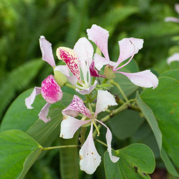 Orchid Tree Seeds - Flower Plant