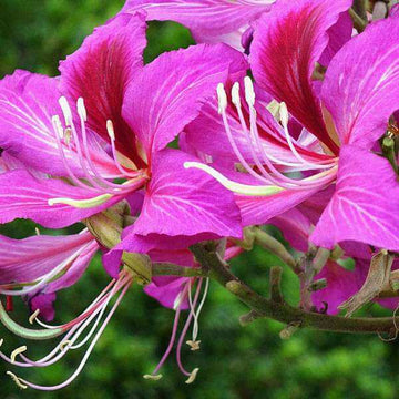 Orchid Tree Seeds - Flower Plant