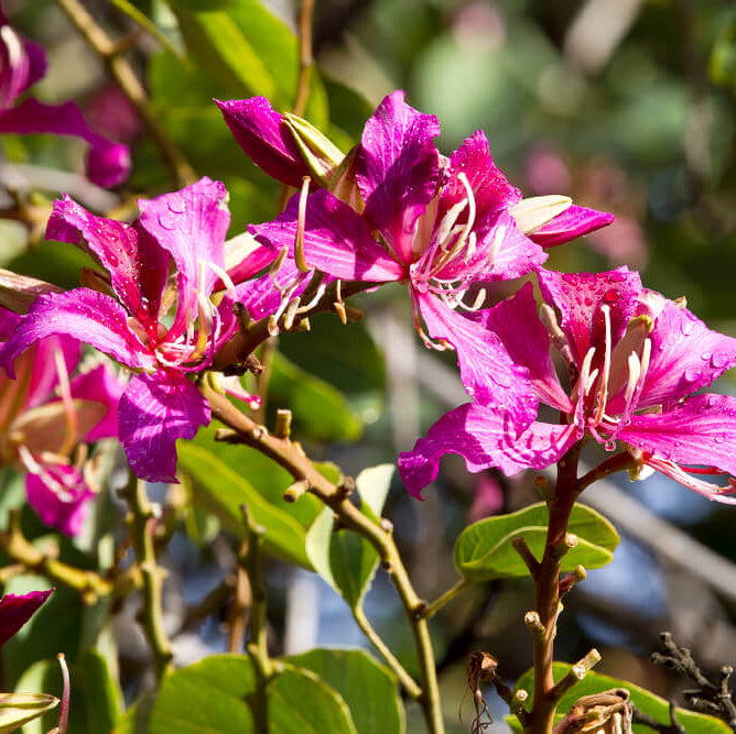 Orchid Tree Seeds - Flower Plant
