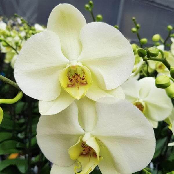 Orchid Seeds – Yellow Phalaenopsis