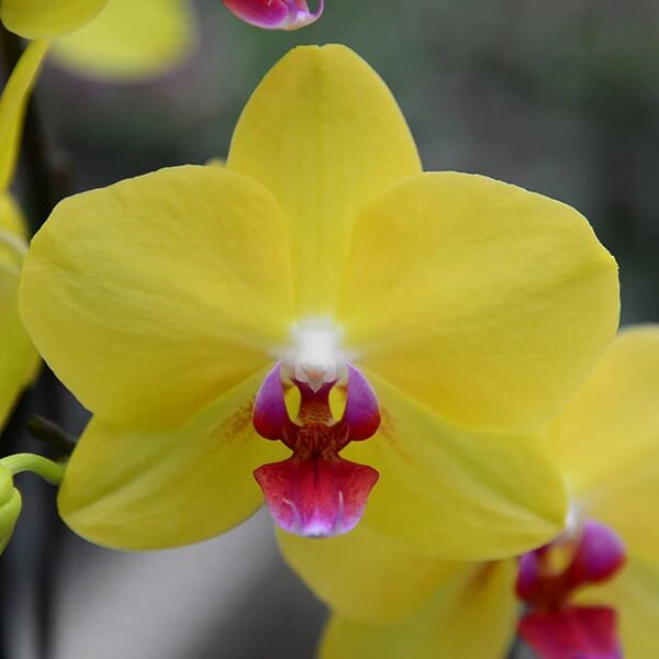 Orchid Seeds – Yellow Pink Phalaenopsis