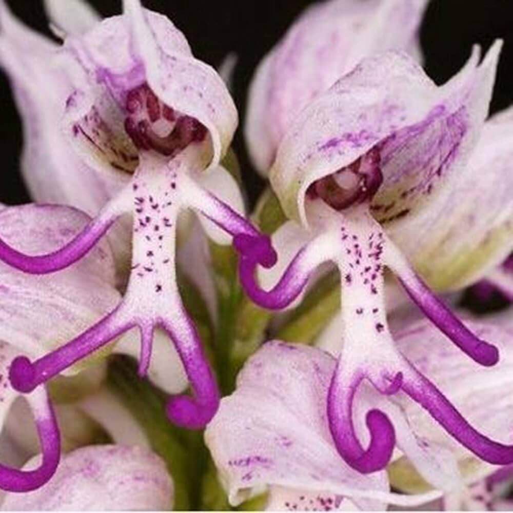 Orchis Italica Orchid Seeds