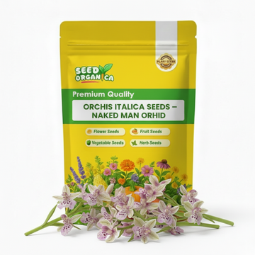 Orchis Italica Seeds – Naked Man Orchid