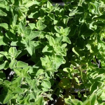 Oregano Seeds – Greek