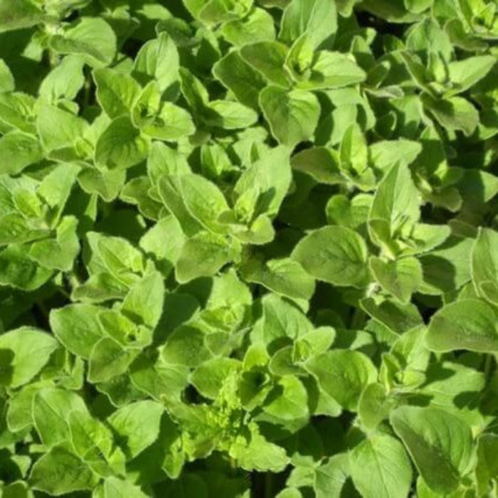 Oregano Seeds – Greek