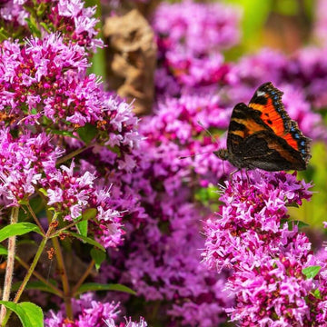 Oregano Seeds – Purple Butterfly