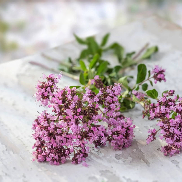 Oregano Seeds – Purple Butterfly