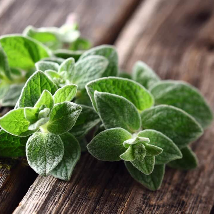Oregano Seeds