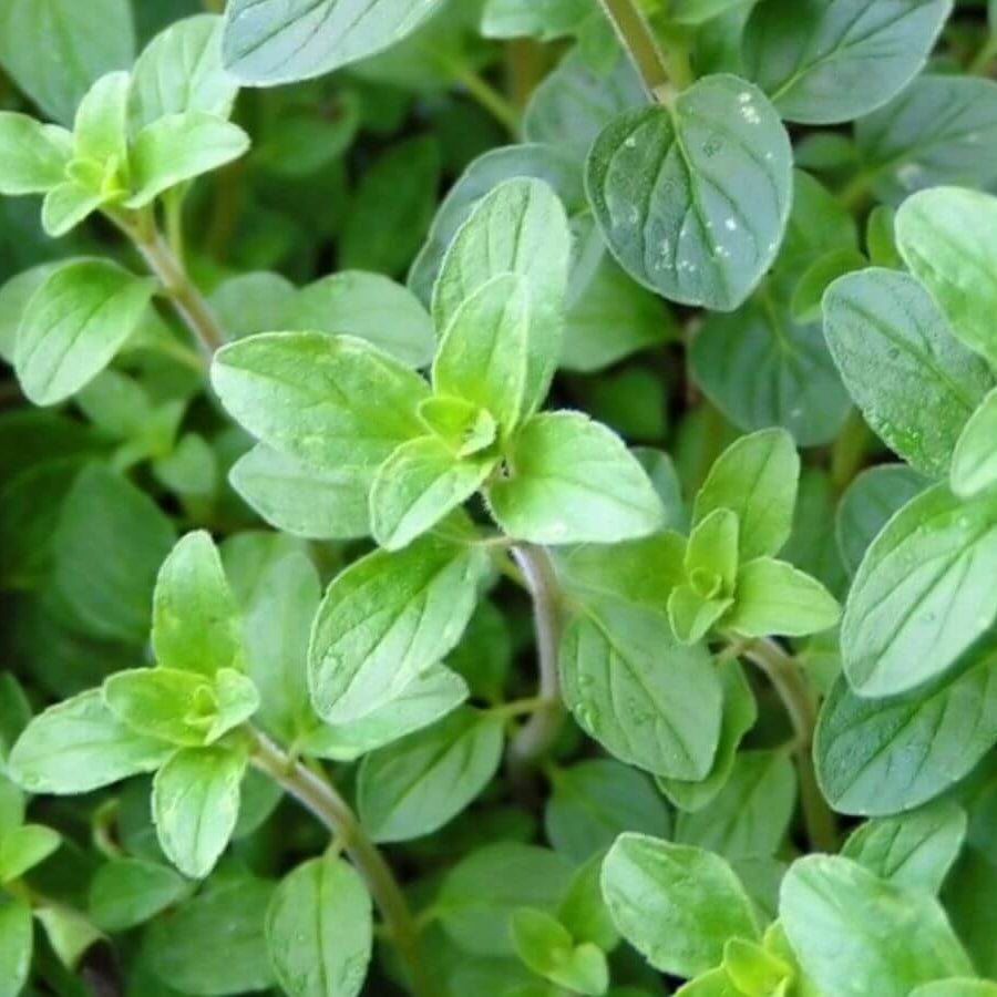 Oregano Seeds – Greek