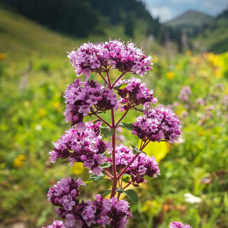 Oregano Seeds – Purple Butterfly