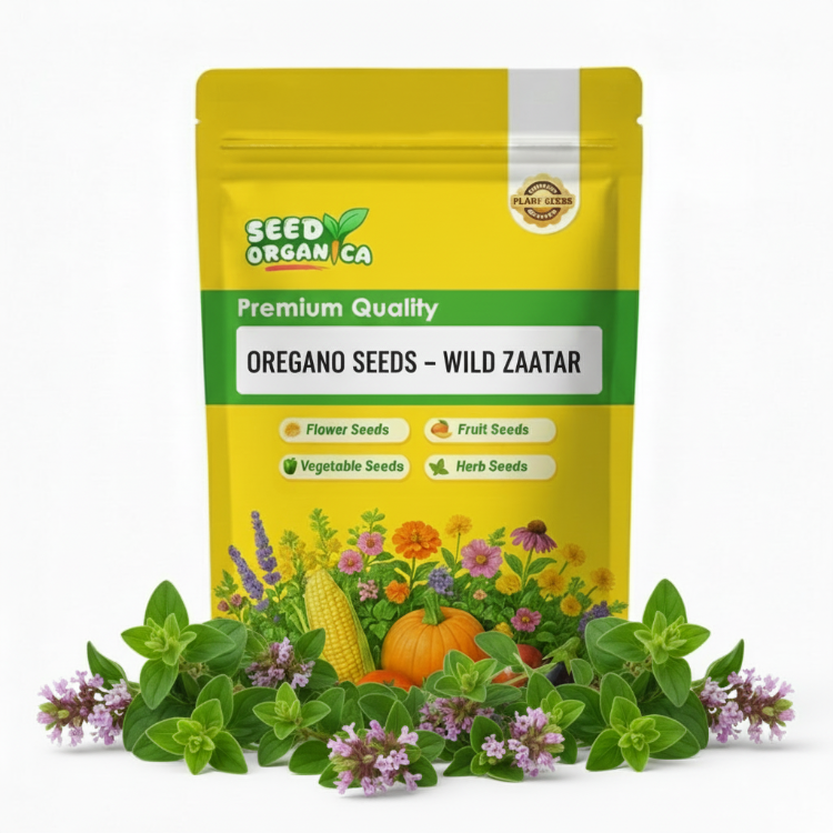 Oregano Seeds – Wild Zaatar