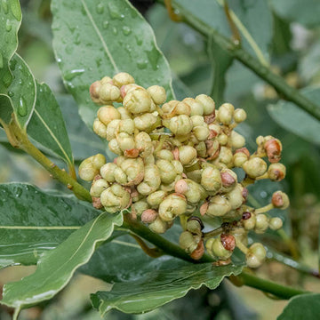 Oregon Laurel Seeds - Herbal Plant