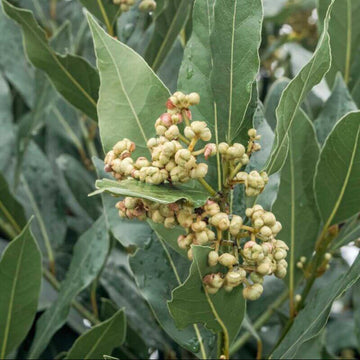 Oregon Laurel Seeds - Herbal Plant