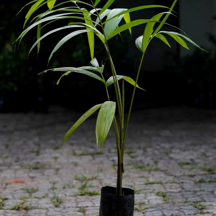 Organic Açaí Seeds - Fruit Plant