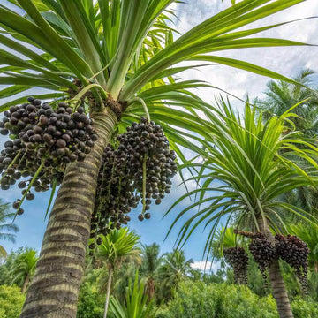 Organic Açaí Seeds - Fruit Plant