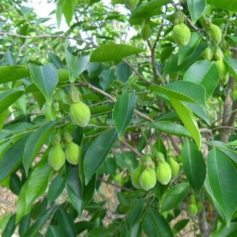 Organic Agarwood Seeds - Flower Plant