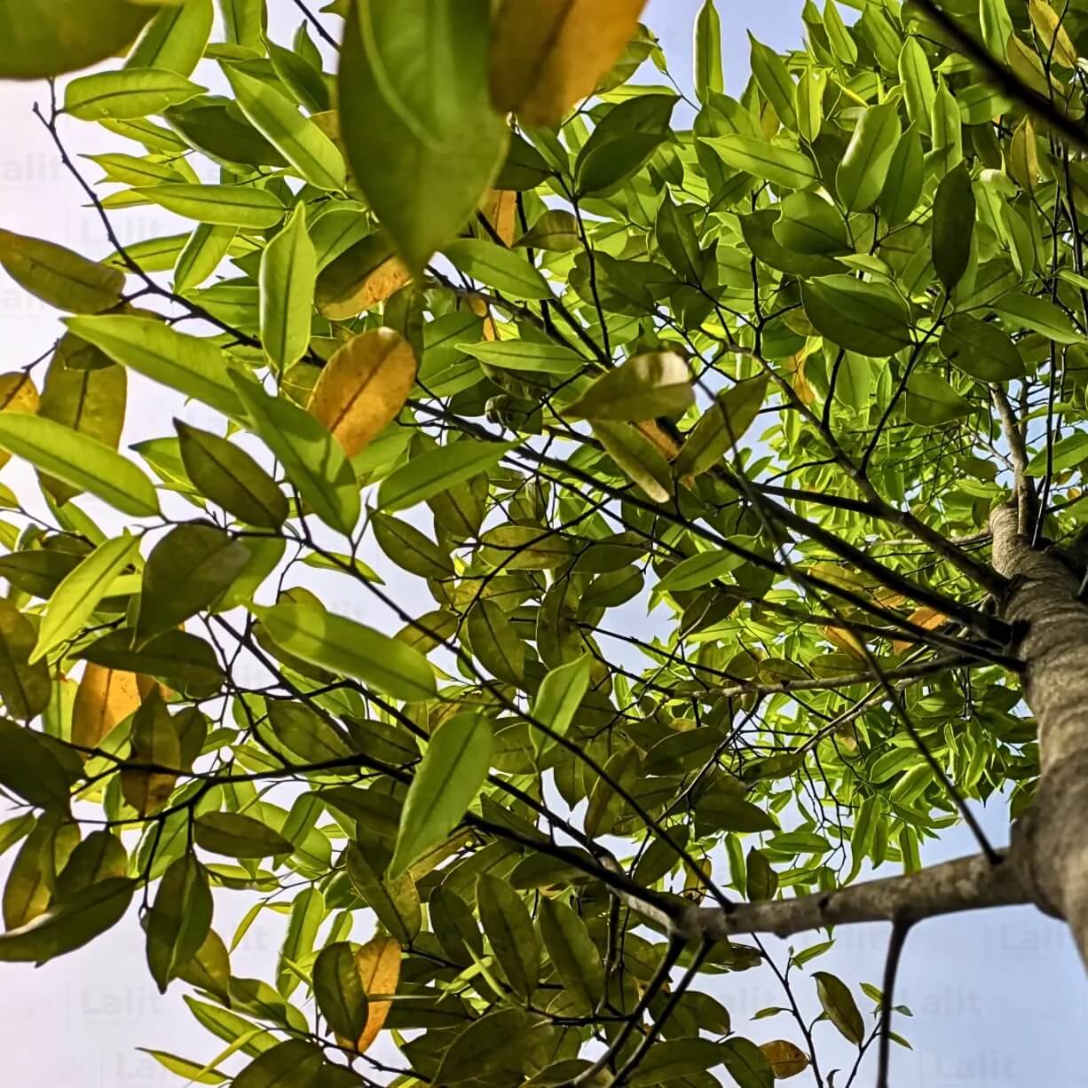 Organic Agarwood Seeds - Flower Plant
