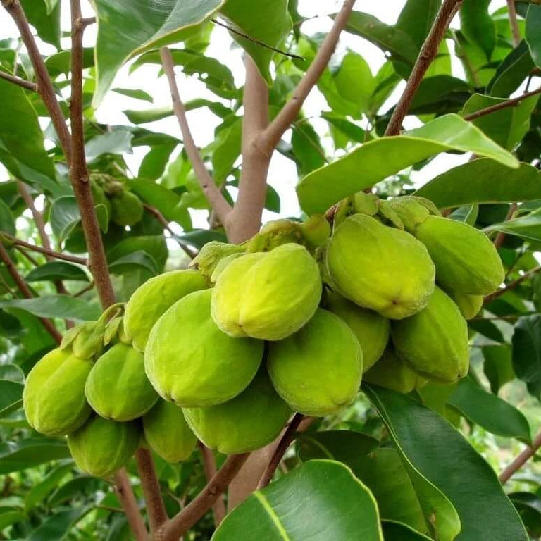 Organic Agarwood Seeds - Flower Plant
