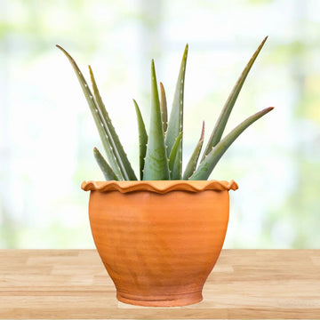 Organic Aloe Vera Seeds