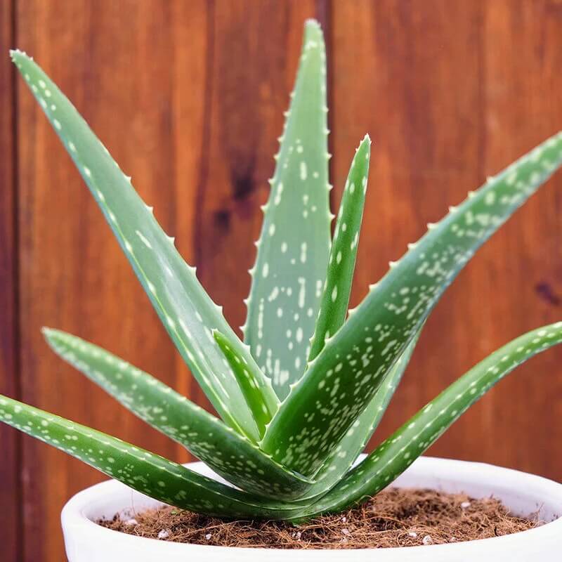 Organic Aloe Vera Seeds
