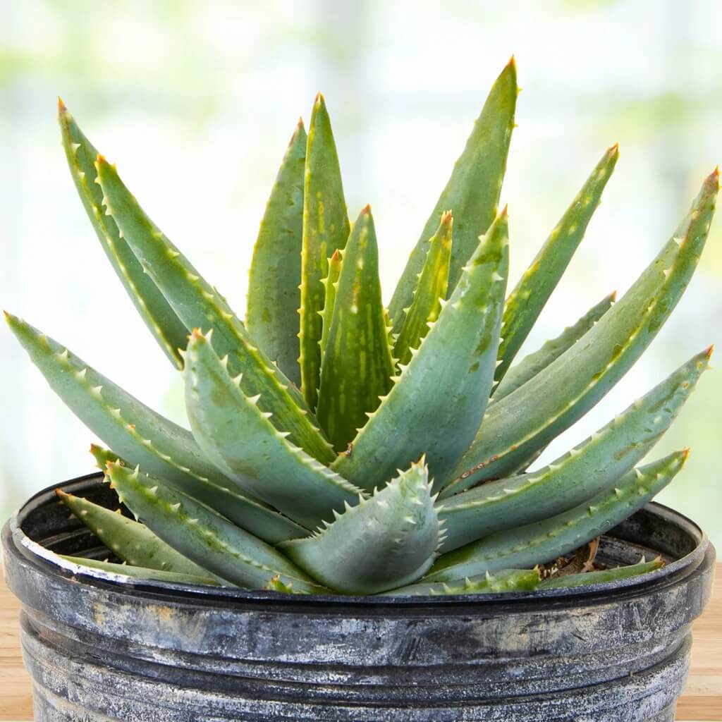 Organic Aloe Vera Seeds