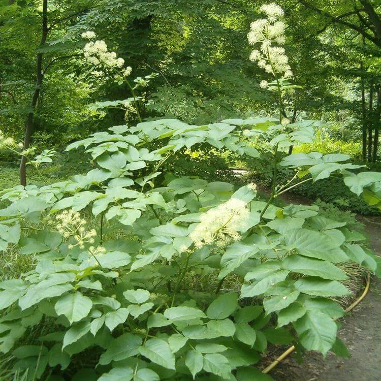 Organic Aralia cordata Seeds