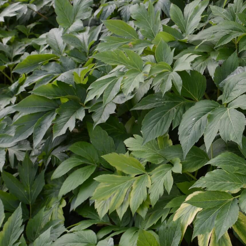 Organic Ashitaba Seeds