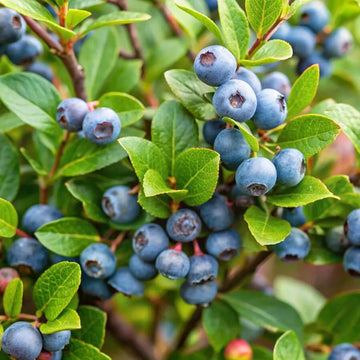 Organic Bilberry Seeds
