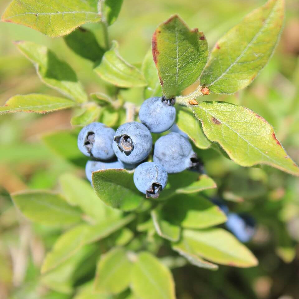 Organic Bilberry Seeds