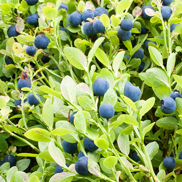 Organic Bilberry Seeds